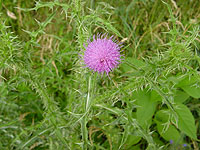 Thistle along Skyline Drive - click to see larger image